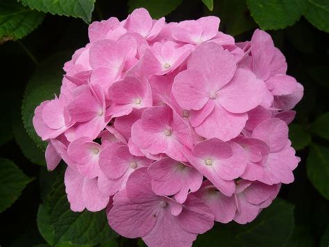 Because it blooms only on new wood, you can just cut it. Bone Meal Hydrangea | Cromalinsupport