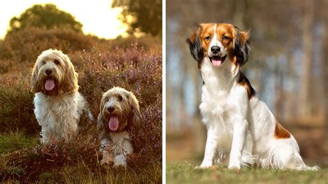 2 New Breeds Recognized By Akc In 2018 Dogtails