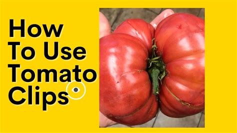 How To Use Tomato Clips Urban Homsteading Pdx