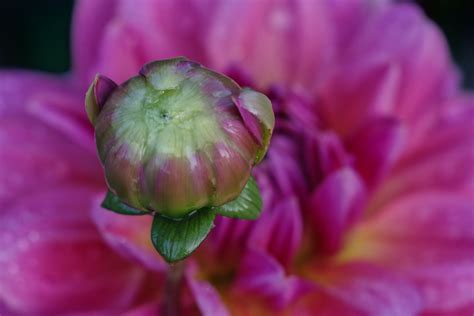 Budding Beauty Image Captured At Dahlia Hill In Midland M Flickr