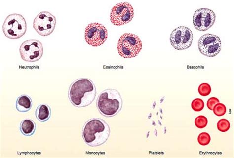 Gambar Jaringan Darah Homecare24
