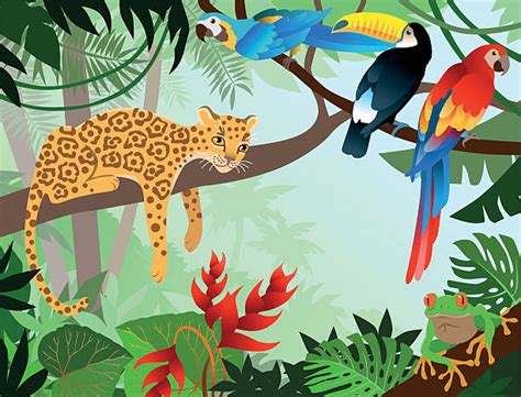 Amazon Rainforest Illustrations Royalty Free Vector Graphics And Clip