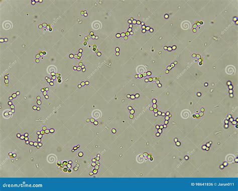 Budding Yeast Cells Stock Photo Image Of Candida Disease 98641836