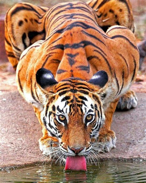 Pin By Melvin Nixon On Tigers Most Beautiful Animals Animals
