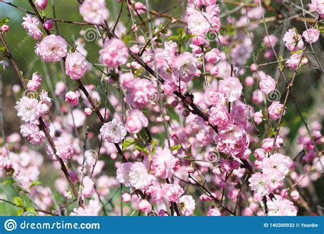 Pink Flowering Bush In Spring Stock Photo Image Of Floral Garden
