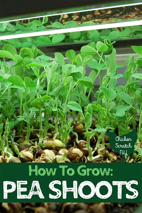 Growing Pea Shoots For A Quick Healthy And Tasty Snack