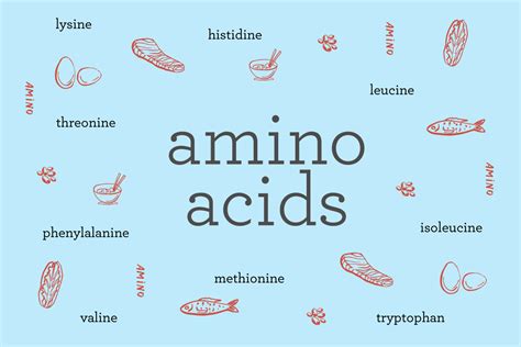 What Are Amino Acids Exploring The 9 Essential Amino Acids The Foods That Have Them