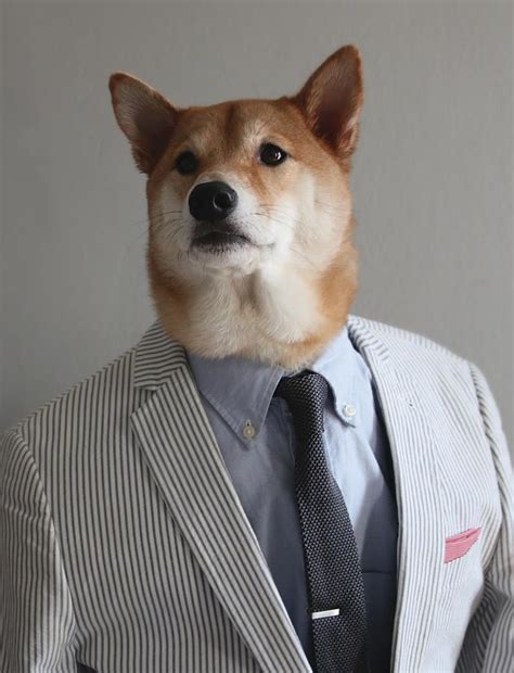 Mensweardog The Most Stylish Dog In The World Artofit