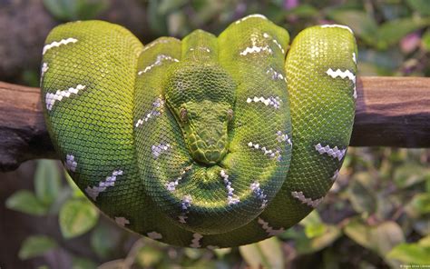 3840x2160 Resolution Green And White Snake Snake Tree Boa Boa