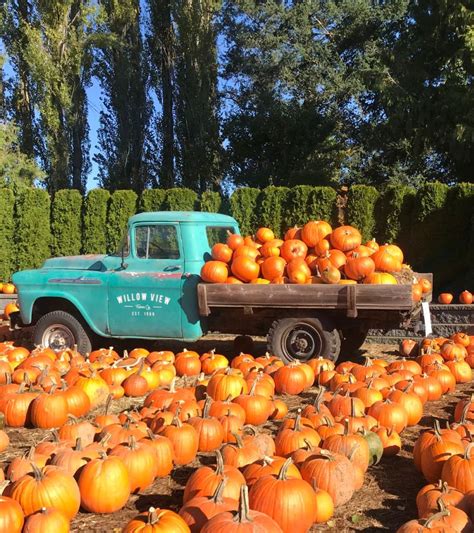 Michigans Best Pumpkin Patches 50 U Pick Pumpkins Farms Updated