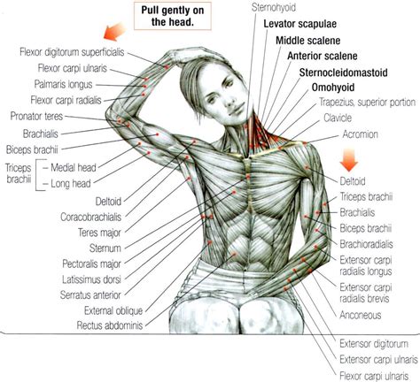 Neck And Shoulder Anatomy Diagram Understanding Nerve Pain Through