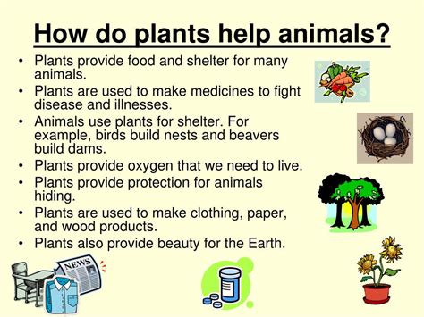 Plant And Animal Needs