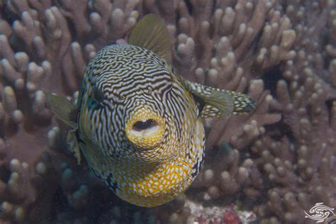 Map Pufferfish Facts And Photographs Seaunseen