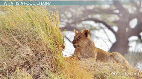 Our food has sometimes been through many stages before it gets to us, but it always starts with a producer. The Food Chain of a Lion - Video & Lesson Transcript ...