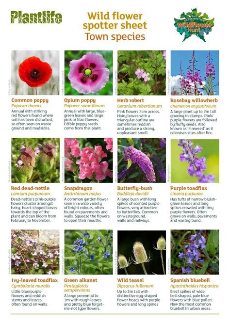 List Of Wild Flowers Uk 7 Wild Flowers To Spot In Early Spring We