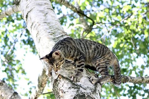 Things Cats Climb That Are Important For A Healthy Lifestyle Cat