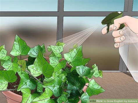 3 Ways To Grow English Ivy Indoors Ivy Plant Indoor House Plants