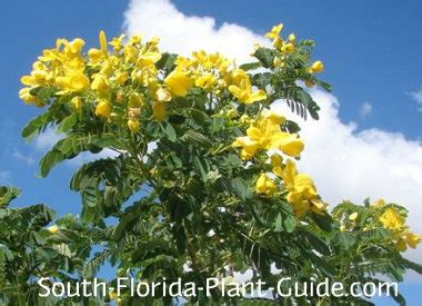 It has bright yellow blooms, and it will quickly attract butterflies to the space. Cassia Trees