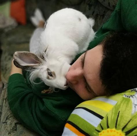 Rabbit Love Human Rabbit Give Human Rabbit Kiss Pet Bunny Cute