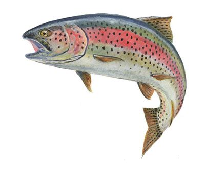 Brown Trout Drawing At PaintingValley Com Explore Collection Of Brown