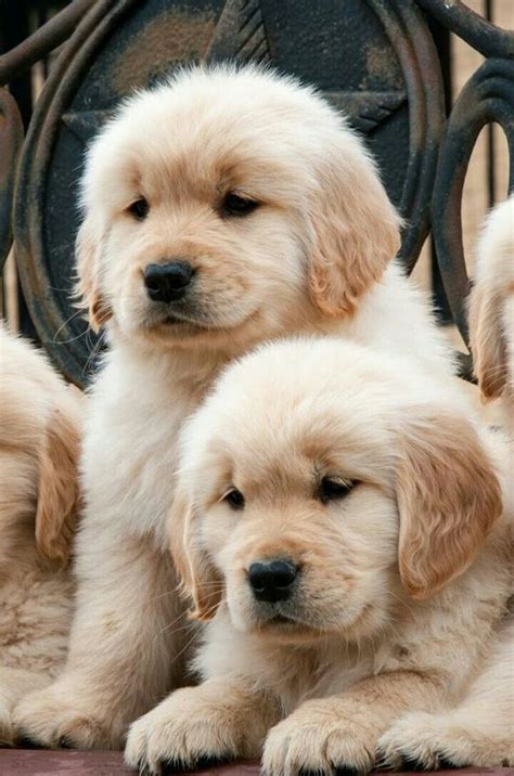 This Golden Retrievers Are Just Too Cute Dogs Golden Retriever