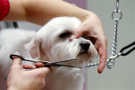 A Groomer Trims The Fur Of A Bichon Frise Dog At The Pet Grooming Salon