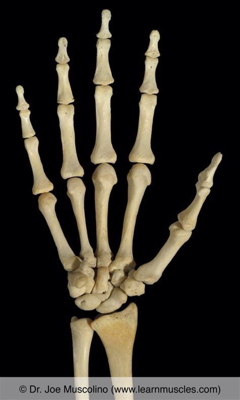 Carpal Bones