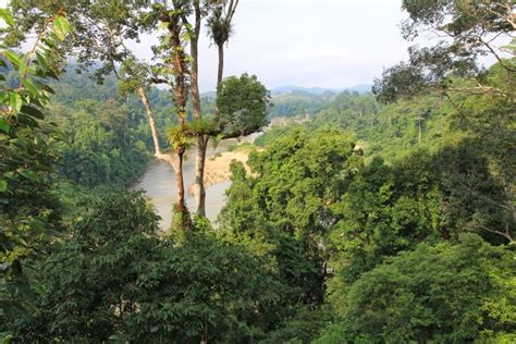 Taman negara spans across three states there are many activities that travellers can do while visiting taman negara such as the canopy walkway, rapid shooting, jungle trekking, night. Taman Negara National Park: Canopy Walkway