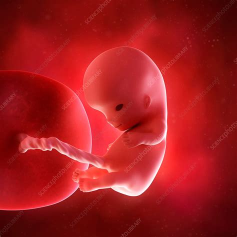 Human Fetus Age 10 Weeks Stock Image F0156605 Science Photo Library