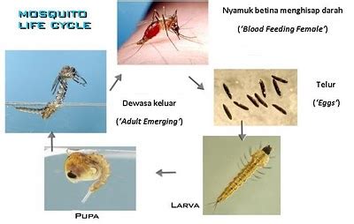 Untuk lebih lengkapnya lagi simaklah pembahsan kami. beaUTY QueeN: UTAMA