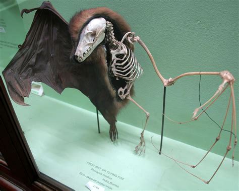 Pin By Melissa Moore On Veronica Fruit Bat Bat Anatomy Bat Skeleton