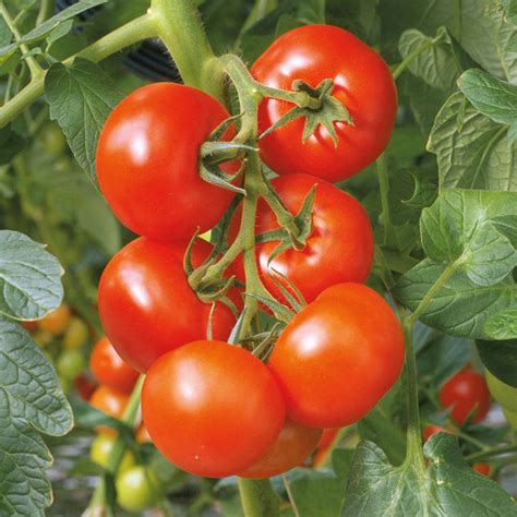 Tomato Grafted Elegance 3 All Vegetable Plants