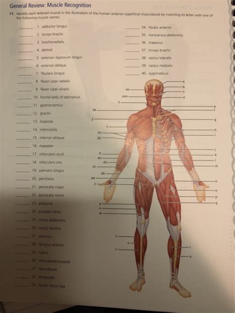 Names Of Human Muscles With Illustration Muscle Diagram Male Body