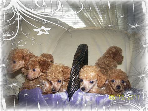 A $250 deposit is required to reserve your standard poodle puppy. Lady D's Oodles of Poodles | Oregon Washington | Toy Poodles