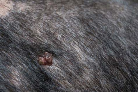 Black Blood Blister On Dog