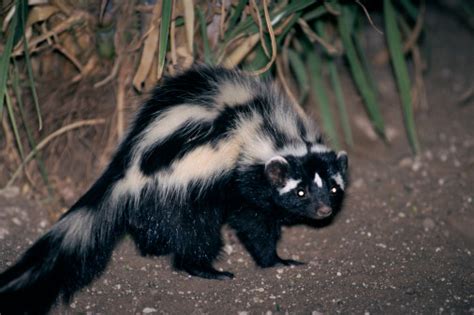 African Polecat Animals Information Facts And Latest Pictures The