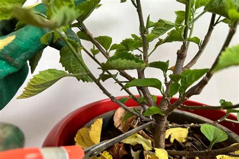 How To Prune Hibiscus A Step By Step Guide