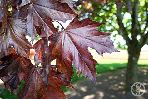 Why is norway maple of concern? Crimson Sunset® Maple | Buy Online, Pickup at Nursery