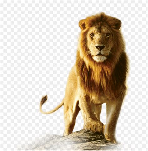 Lion Lion Png Hd Png Image With Transparent Background Toppng