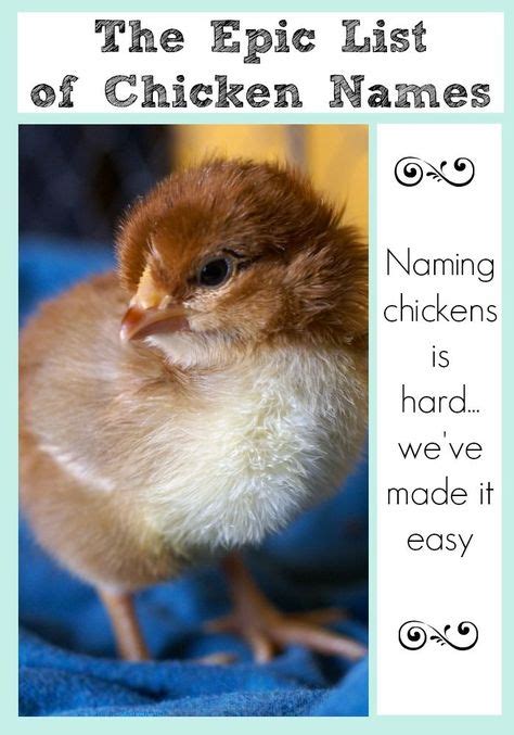 The Even More Essential List Of Chicken Names Chicken Names Funny
