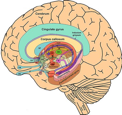 The Limbic System The Limbic System Also Known As The Paleomammalian