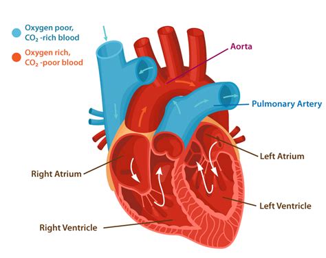Adult Congenital Heart Disease Achd Conditions And Treatments