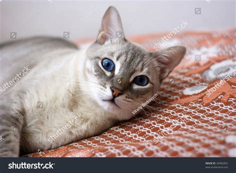 Cat Of Siam Color Chocolate Tabby Point Stock Photo 34582852