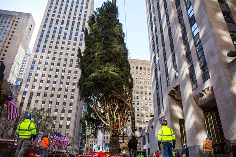 2017 Rockefeller Center Christmas Tree Has Arrived In Nyc Photos