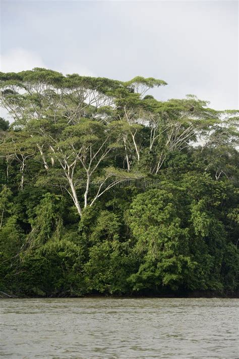 Tall Jungle Trees On The Rio Napo Orellana Stock Photo Image Of