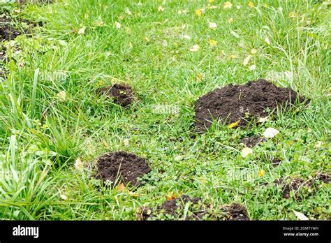 Mole Holes In The Yard Lawn Damaged By Moles Stock Photo Alamy