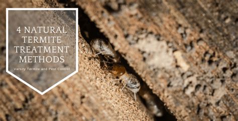 4 Natural Termite Treatment Methods Varsity Termite And Pest Control