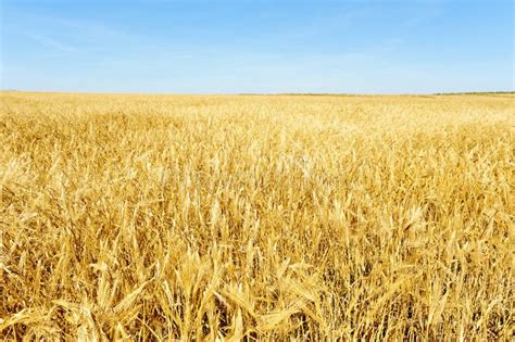 Wheat Field Stock Image Image Of Landscape Nature Wheat 9984333
