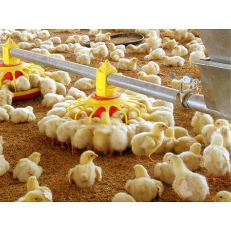 Orange Small Size Naturally Raised Mixed Poultry Farm Chicks Gender Both At Best Price In