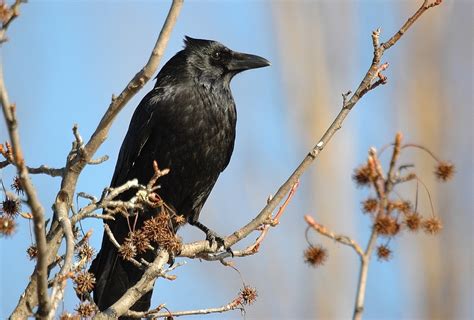 Carrion Crow Birds Of Germany · Inaturalist